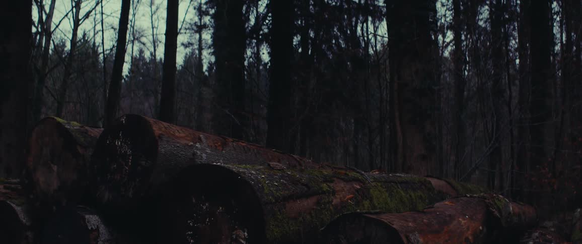 Cut log wood pile in forest