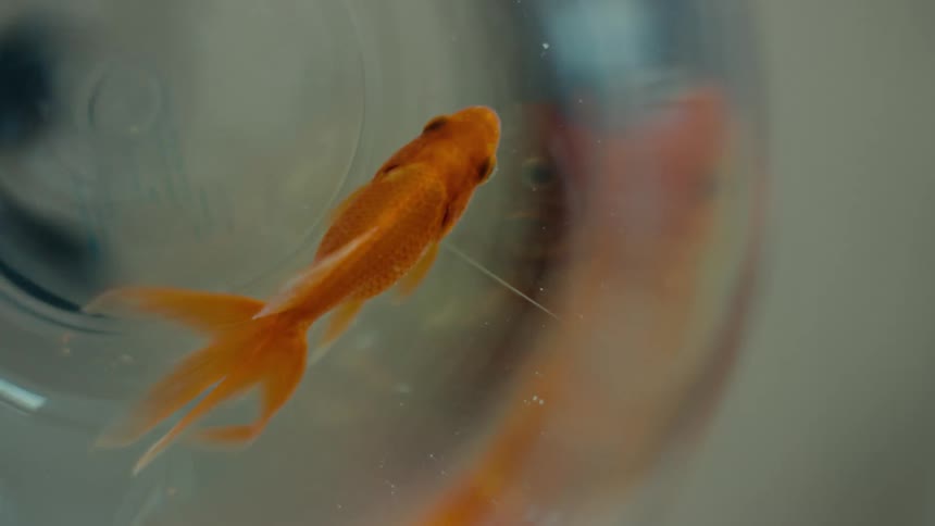 A small goldfish standing in a corner of the aquarium