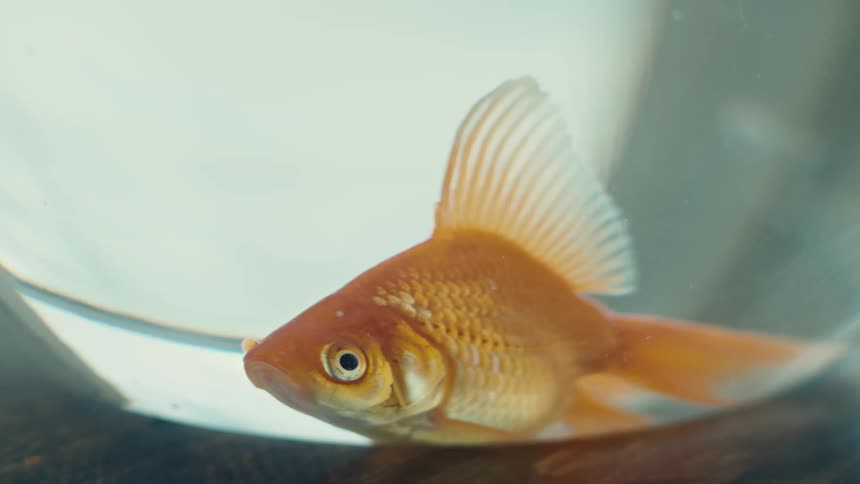 Close up of a goldfish on a fishbowl