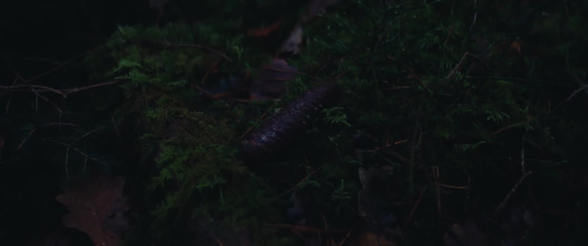 Closeup of moss and a fir cone in a rain forest