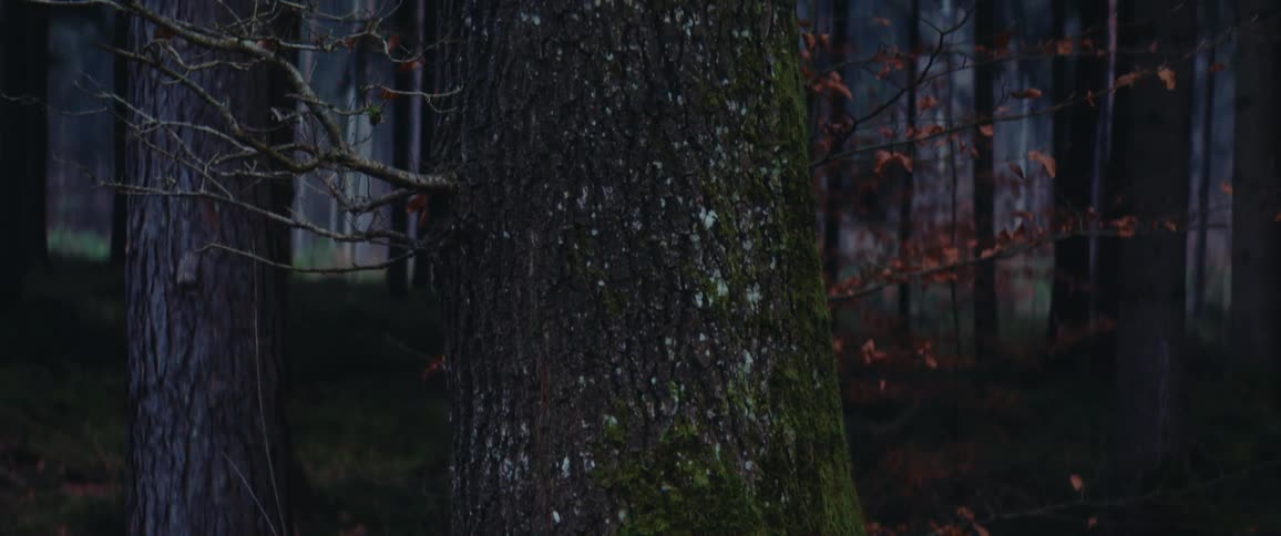A trunk of an old tree in the forest during sunset