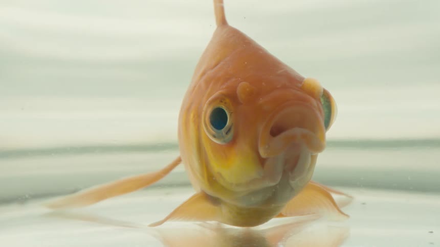 A goldfish is floating in the fish bowl