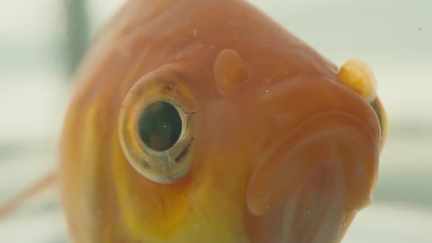 A pet goldfish gulps water and looks around from its fishbowl