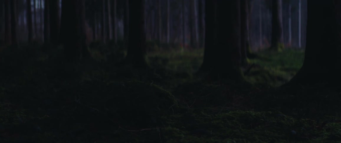 Forest floor in purple light at daybreak