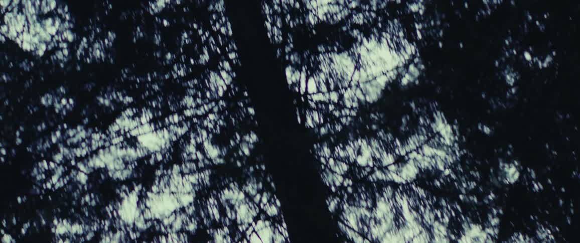 The forest is dark and scary