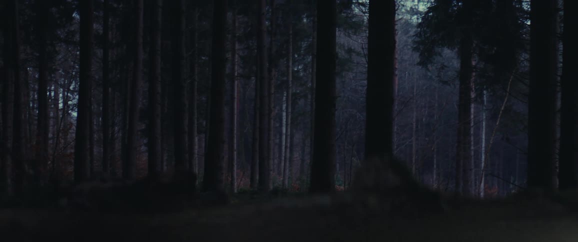 A forest is filled with many trees and the sky above is gloomy and gray