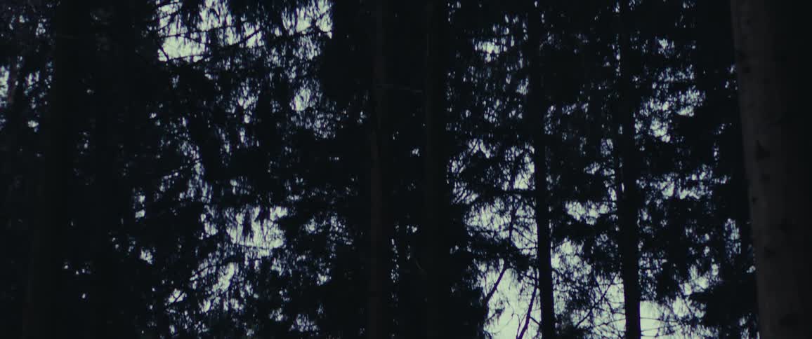 Tall redwood trees shooting up to a hazy white sky