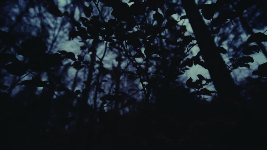 Yellow caution lights rotate against the underside of leaves under a cloudy night sky