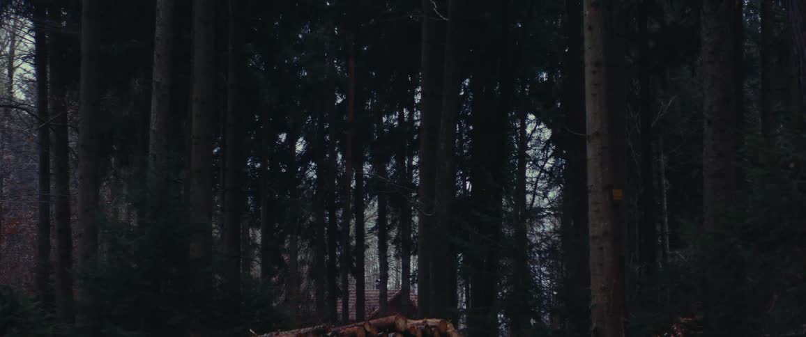 Logs piled up in the forest