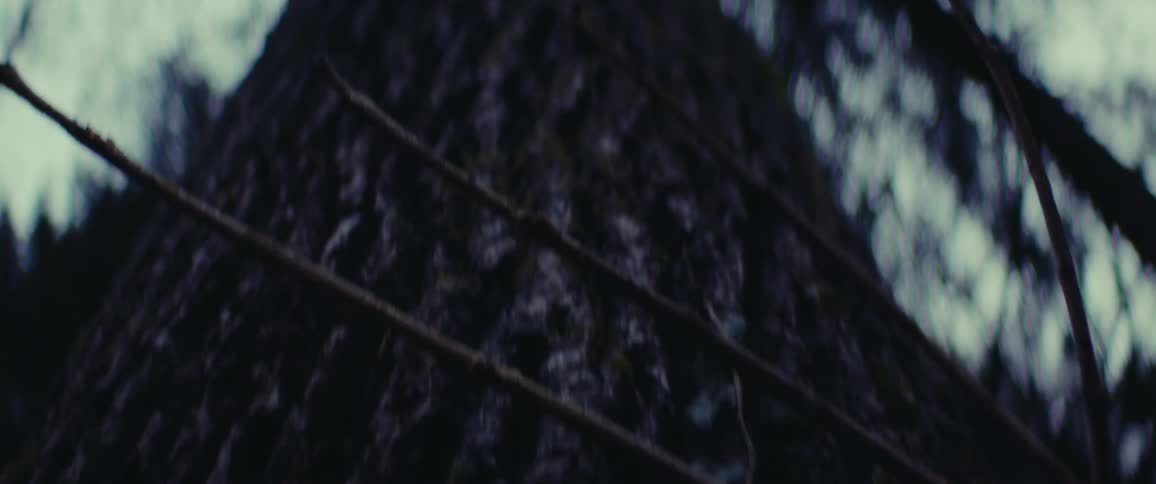 Bark on the trunk of a tree in a dark forest with an up close perspective