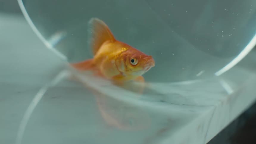 A goldfish in a bowl is moving its gills as it looks out of the glass