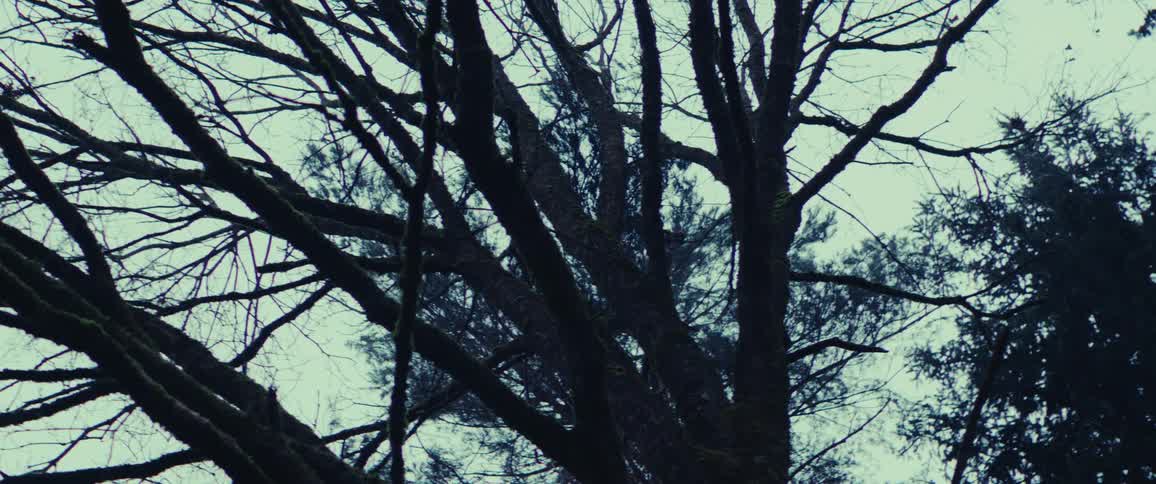 Branches of an old tree in the forest during dusk