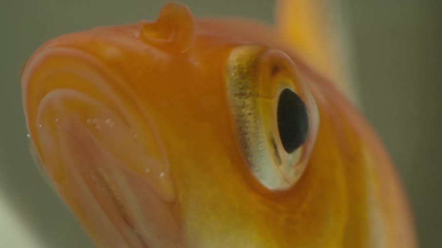 Closeup of a small goldfish in an aquarium