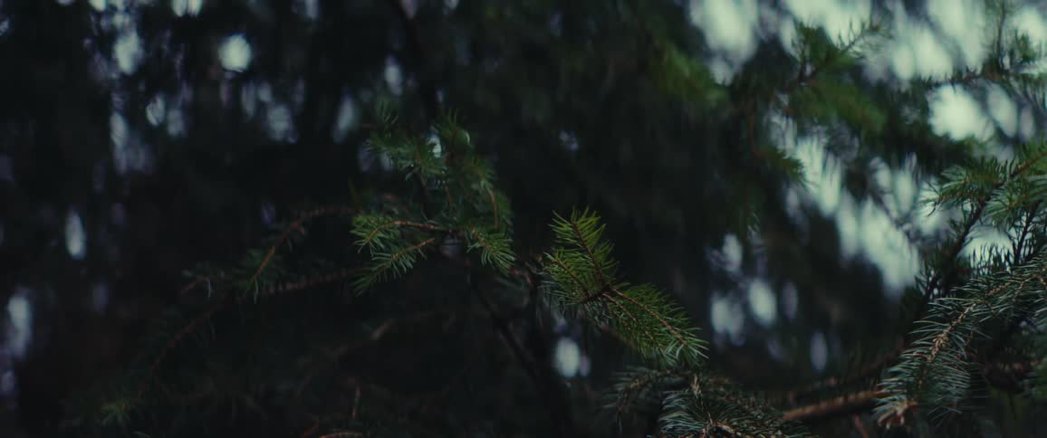 Close up of pine branches in the forest