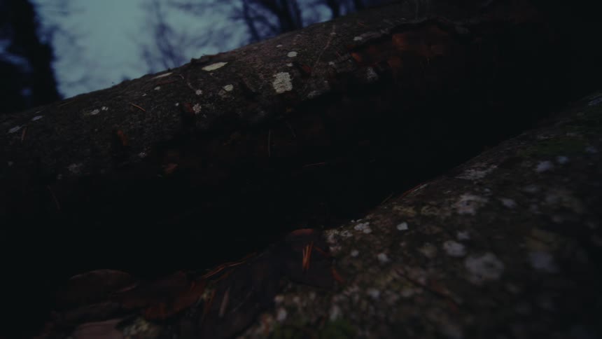 A light source passing over a fallen tree trunk