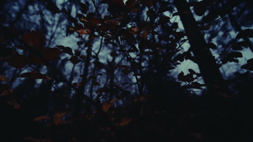 A beam of light passes between the leaves of trees in a forest at night