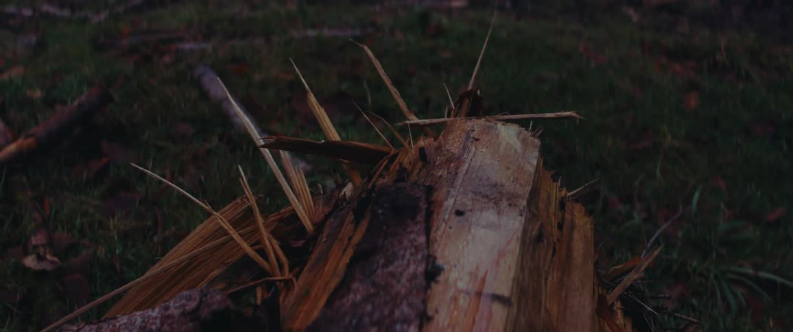 A severed tree trunk lying in the grass
