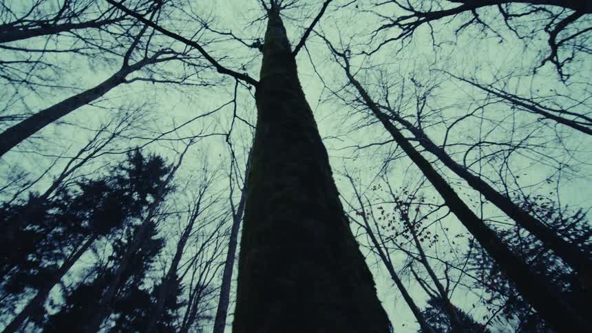 A very tall tree with no foliage stands amidst a forest under a cloudy sky