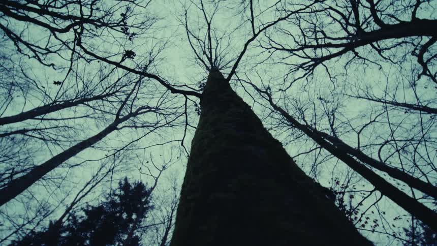 Tree top with bare branch silhouettes under a hazy blue winter sky