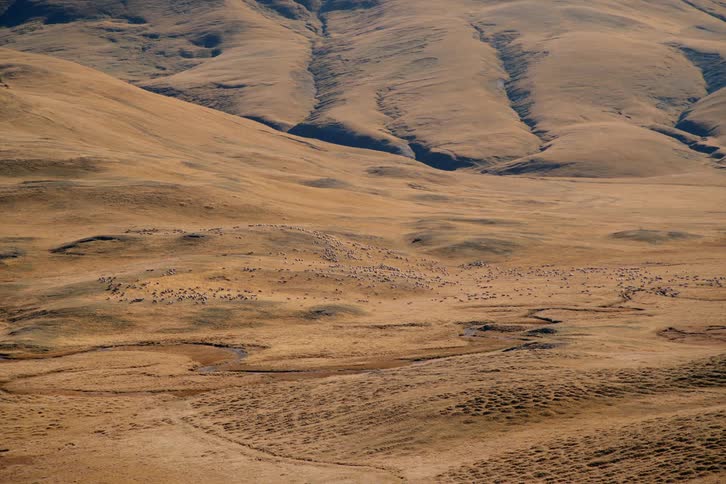 Herd of sheep running across a barren brown desert terrain