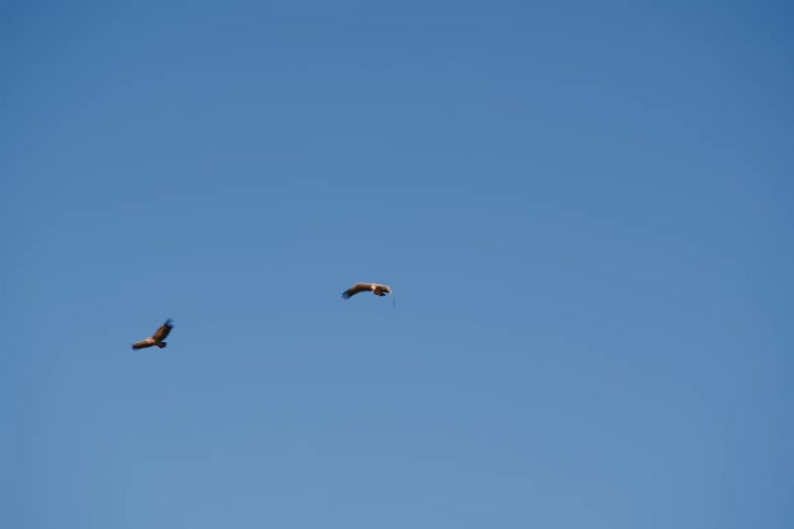 Falcon flying over the blue sky during the day