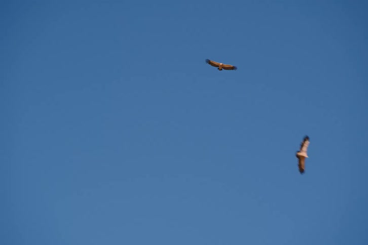 Two birds glide in the sky