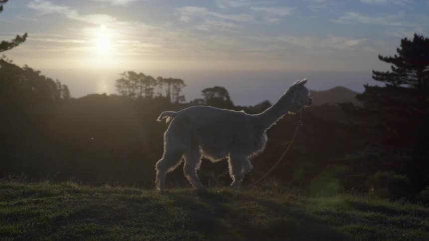A llama (or alpaca) with a leash and bridle is walking on a hillside