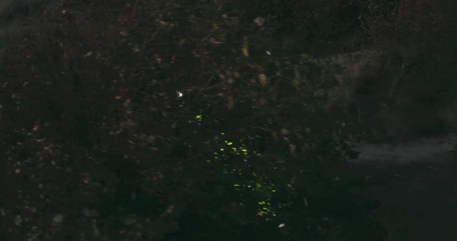 Lady walking alone with a torchlight in a bushy area at sunset