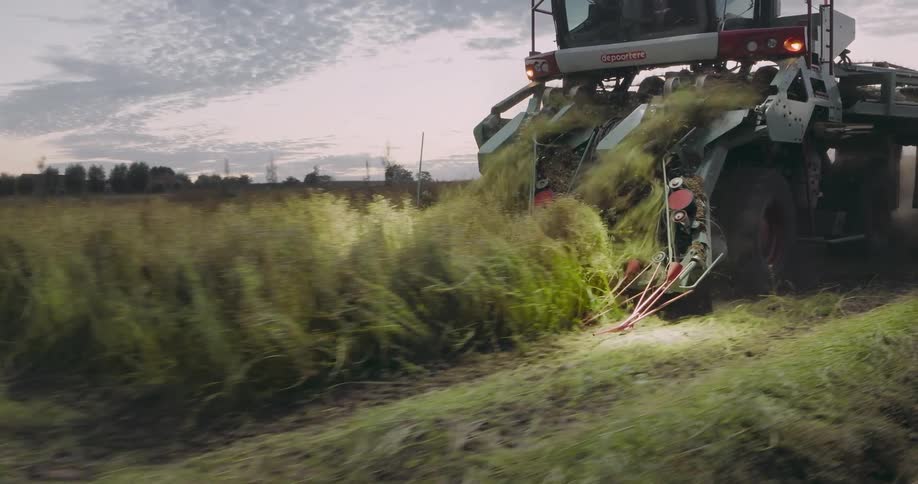 A tractor harvests plants from a plantation during dusk