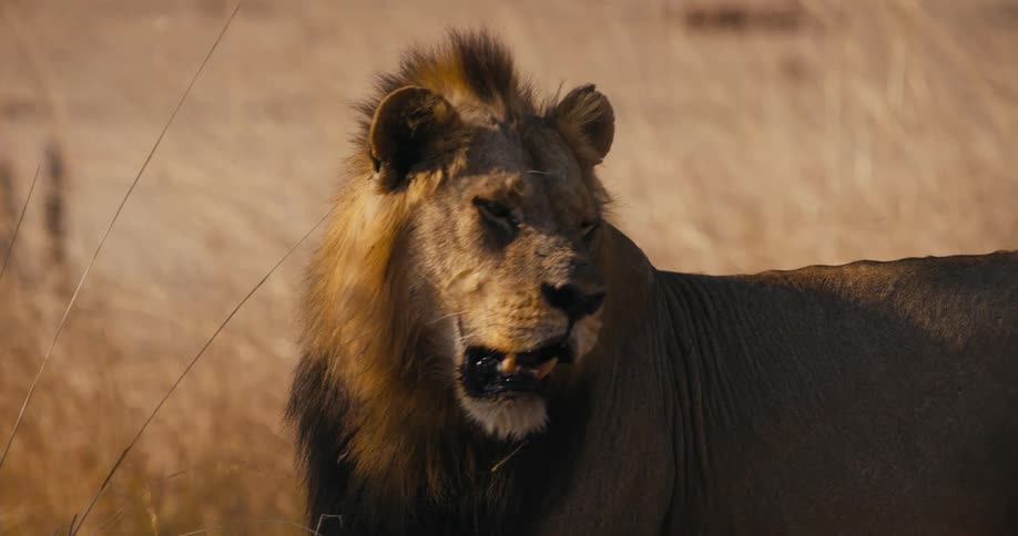 Lion standing on the african savanna