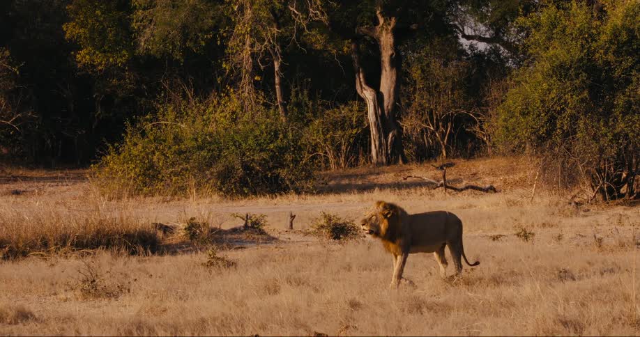 A lion walking in the savanna