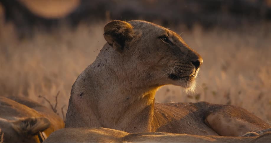 Close up of a lioness resting in the savanna