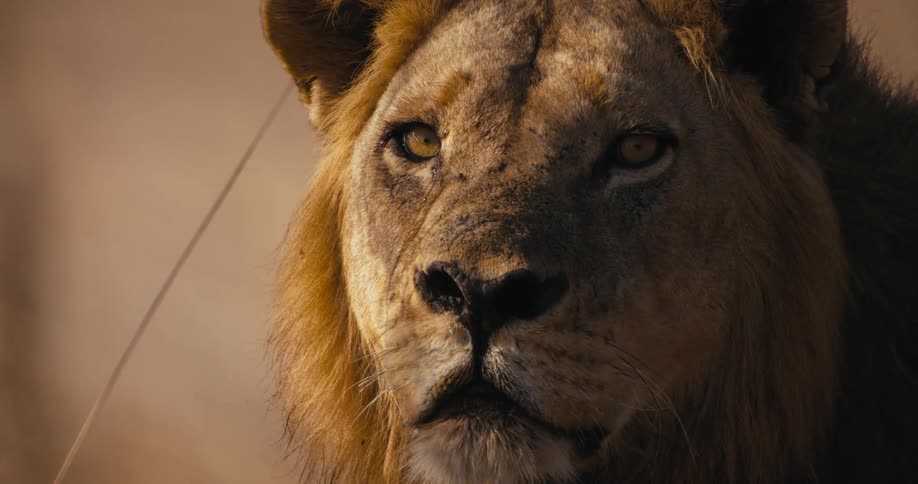 Closeup of a lions face in the jungle on a sunny day