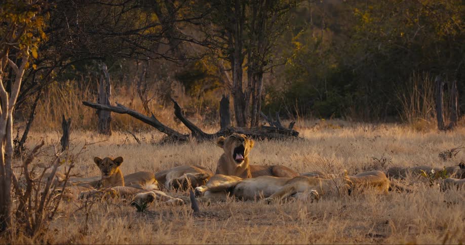 Pride of lions resting in the african savanna