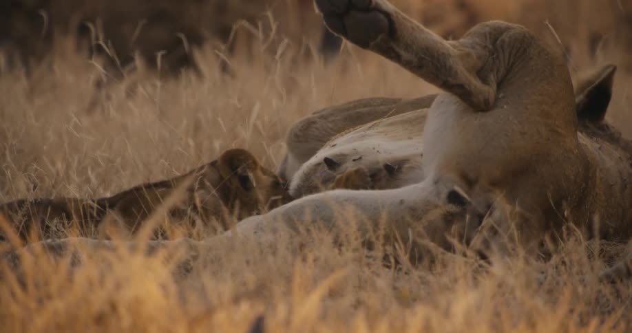 A clip of a lion sleeping on the grass in the forest