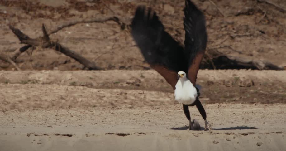 African fish eagle takes flight in the desert