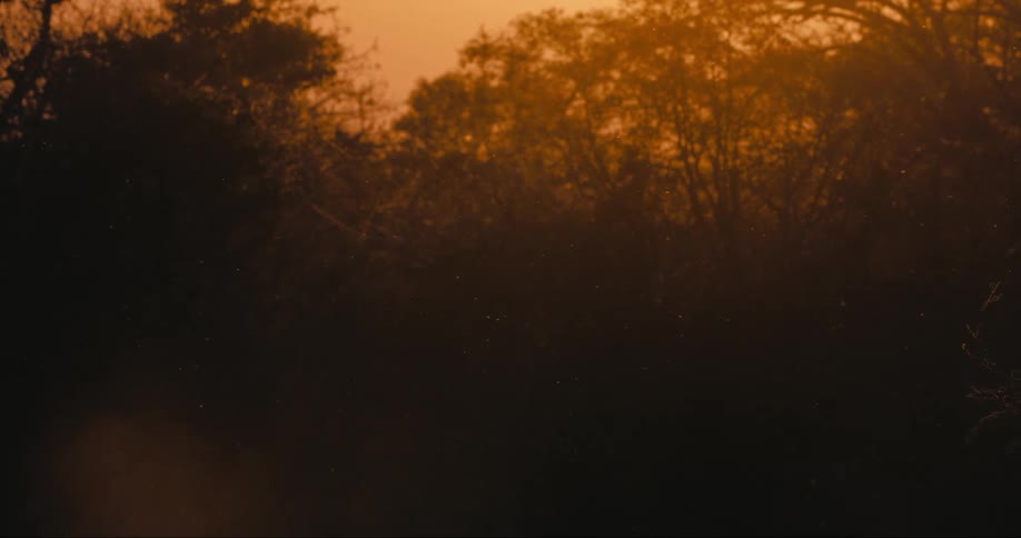 Bats and insects flying in the forest at sunset