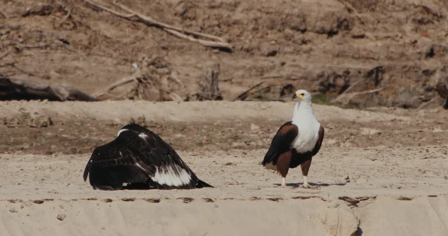 A vulture and an African fish eagle stand together on a rocky cliff edge