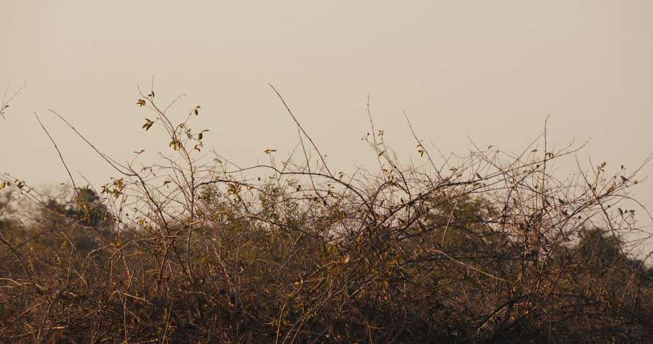A flock of birds flying from a tree in the forest
