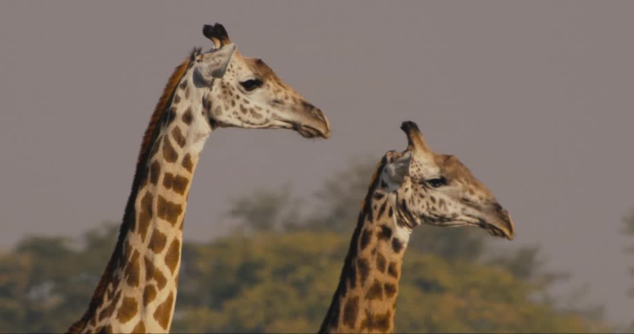 Herd of giraffes on the african savanna
