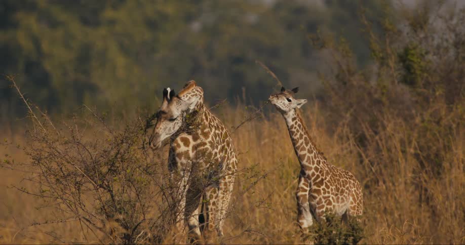 An adult giraffe and an adolescent one casually eat tall grass
