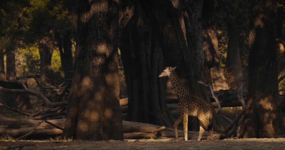 Thornicroft's giraffe walks through wooded area