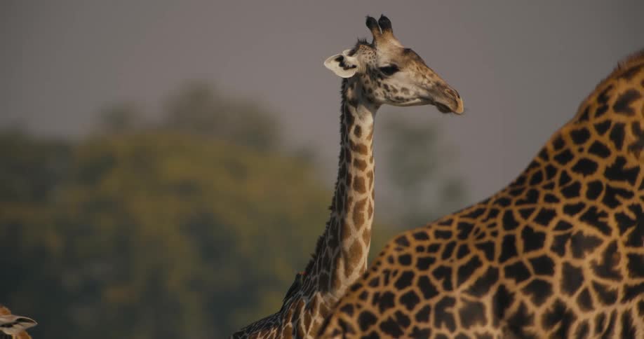A tower of giraffes in the field