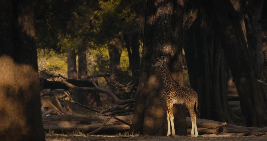A Thornicroft's giraffe near the trunk of a large tree in the forest