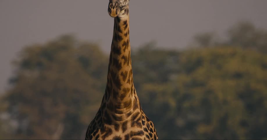 A beautiful giraffe walking through the savanna on a sunny day