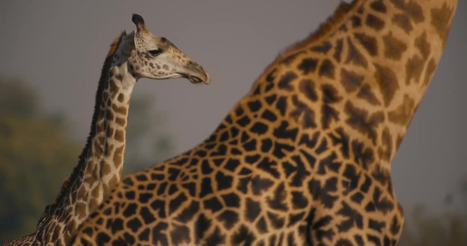 A herd of Thornicroft's giraffe in the african savanna