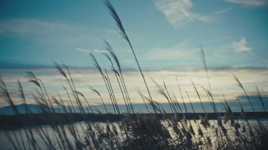 Tall grass silhouette in front of a reflecting lake and blue and pink sky at sunset