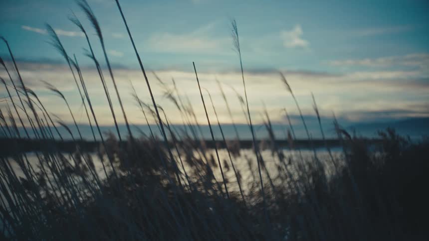 Marsh grasses wave slightly on the lake shore on a cloudy day