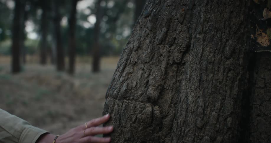 A woman touches a tree as she hikes