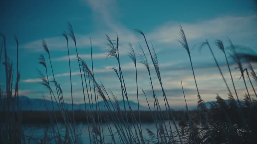 Close up of reeds in a marsh next to the mountains at morning